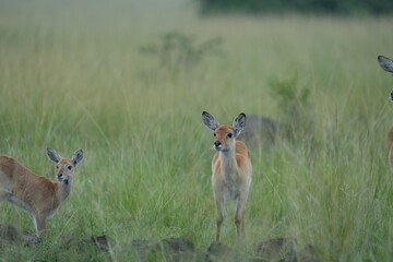Baby Impala in the Grass – Wildlife Portrait from Queen Elizabeth National Park, Uganda