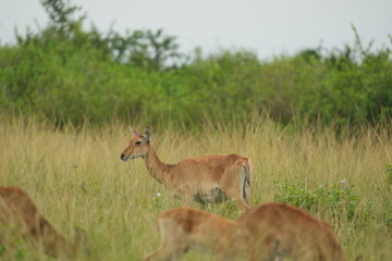 Baby Impala in the Grass – Wildlife Portrait from Queen Elizabeth National Park, Uganda