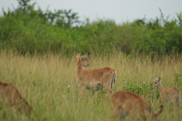 Baby Impala in the Grass – Wildlife Portrait from Queen Elizabeth National Park, Uganda