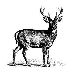 Deer sketch engraving black and white outline. Scratch board imitation.  illustrated in vintage line art style on a white background.

