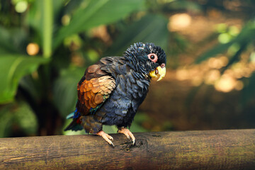 Bronze-winged Parrot sitting on the branch. Animal world. Bird lover. Birdwatching. Birding. The beautiful parrot in Colombia. Wildlife image.