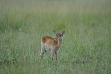 Baby Impala in the Grass – Wildlife Portrait from Queen Elizabeth National Park, Uganda