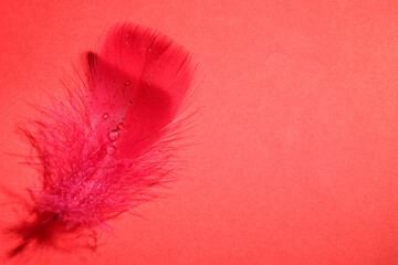Fluffy feather with water drops on red background, top view. Space for text