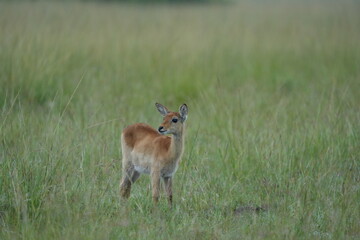 Baby Impala in the Grass – Wildlife Portrait from Queen Elizabeth National Park, Uganda
