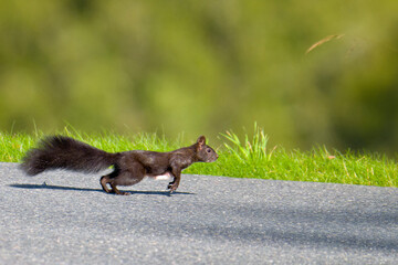 Schwarzes Eichhörnchen rennt über eine Straße