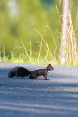 Schwarzes Eichhörnchen rennt über eine Straße © Karin Jähne