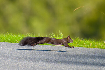 Schwarzes Eichhörnchen rennt über eine Straße