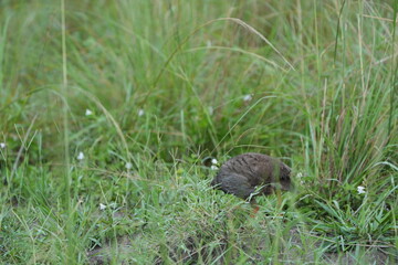 Red-Necked Spurfowl in Tall Grass – Ground Bird of East Africa