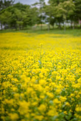 Obraz premium field of yellow flowers