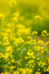 field of yellow flowers