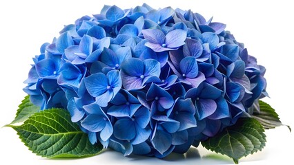 Blue Hydrangea Blooms with Green Leaves