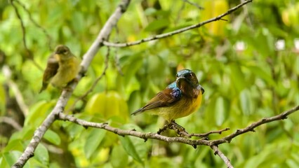 a small bird on a branch