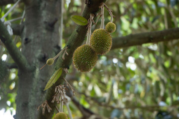 Title: Close-up of Durian Flower in Bloom , Durian Flower on Tree Branch, Durian Flower Bud Isolated
