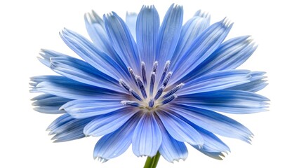Obraz premium Blue Chicory Flower Close-up