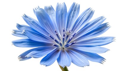 Fototapeta premium Blue Chicory Flower Close-up