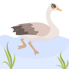 Cute zoo. Vector birds. A cute goose is swimming in the water. Vector animals collection. Children's flat vector illustrations.