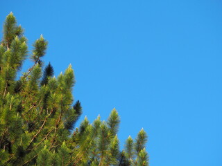 View of pine trees against a sky background. Pinus Kesiya, scientific name Pinus kasiya Royale ex. Gordon, is a medium to large sized tree. leaves are small, long-slender, shaped like needles.
