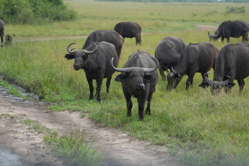 Fototapeta premium Herd of African Cape buffalo grazing in Queen Elizabeth National Park, Uganda, showing iconic safari wildlife in a natural grassland habitat.