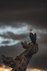 Ein Schreiseeadler sitzt auf einem toten Baumstamm in Tansania Afrika, im Hintergrund ziehen dunkle...
