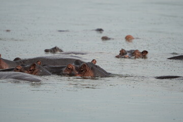 Fototapeta premium Hippos in the Water – Iconic Wildlife of Queen Elizabeth National Park, Uganda, Hippo Pool