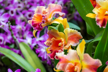 A close-up of a beautiful orchid flower captured in a lush, green tropical garden.