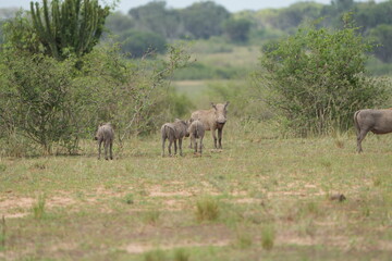 portrait of a young family of warthogs trotting around the queen Elizabeth national park uganda, savannah with young pumba