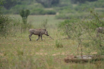 Obraz premium portrait of a young family of warthogs trotting around the queen Elizabeth national park uganda, savannah with young pumba
