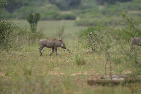 portrait of a young family of warthogs trotting around the queen Elizabeth national park uganda, savannah with young pumba
