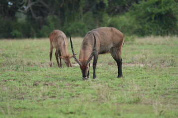 portrait of a waterbuck grazing in the serengeti national park tanzania