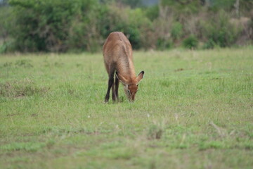 young waterbuck standing and grazing in the serengeti national park tanzania