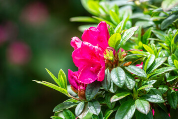 Beautiful pink flower of rhododendron japonicum, the Japanese azalea, species of flowering plant in...