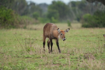 young waterbuck standing and grazing in the serengeti national park tanzania