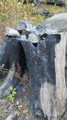 old stump in the forest