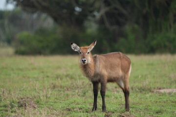 young waterbuck standing and grazing in the serengeti national park tanzania looking straight into the camera