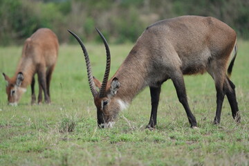 Obraz premium portrait of a male waterbuck grazing in queen elizabeth national park uganda
