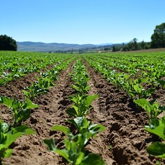 Spring sprouts in rural field