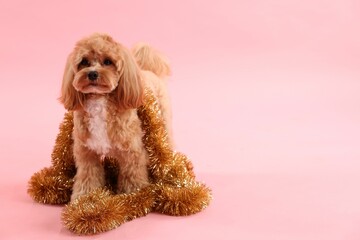 Cute dog with shiny tinsels on pink background. Space for text