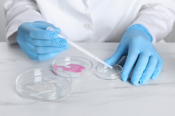 Fototapeta premium Laboratory testing. Scientist working with Petri dishes at white marble table, closeup