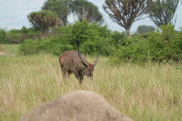 Obraz premium portrait of a male waterbuck grazing in queen elizabeth national park uganda