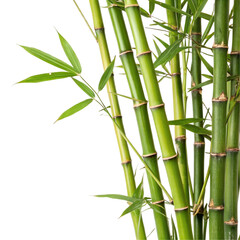 Closeup of lush bamboo stalks isolated on transparent background  

