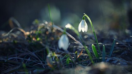 Spring background. Beautiful first spring flowers for the beginning of spring time and season....