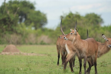 herd of waterbucks in queen elizabeth national park uganda