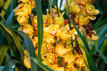 A close-up of a beautiful orchid flower captured in a lush, green tropical garden.