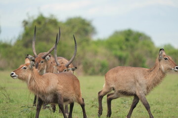 herd of waterbucks in queen elizabeth national park uganda