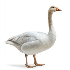 Obraz premium Graceful goose on a bright white backdrop