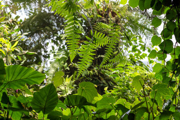 Various green plants grow in a garden, creating a cohesive and harmonious green backdrop.
