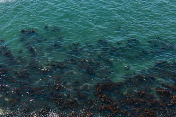 lots of algae in green water near the sea coast