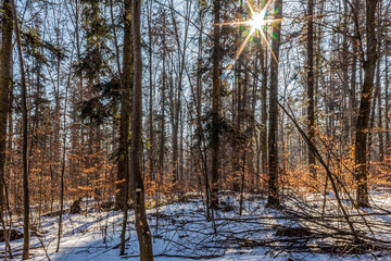 Landscapes - Forest - Europe, Romania, Suceava region