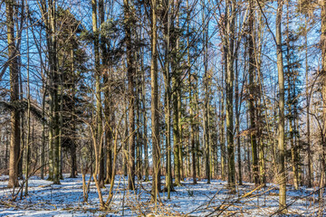 Landscapes - Forest - Europe, Romania, Suceava region