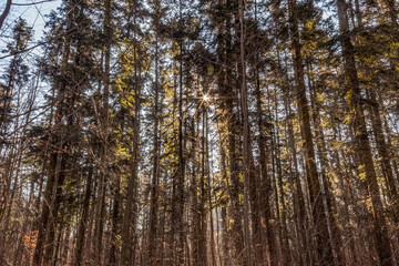 Landscapes - Forest - Europe, Romania, Suceava region